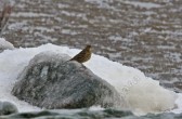 anthus_petrosus_f.jpg